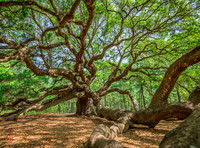 Angel Oak